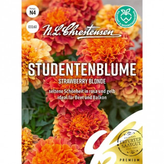Steudentenblume Strawberry Blonde interface.image 6