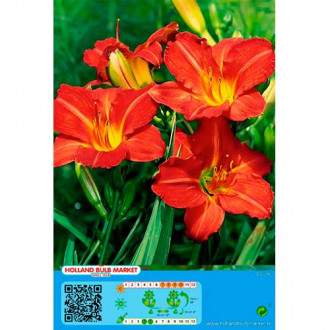 Taglilie Red interface.image 6