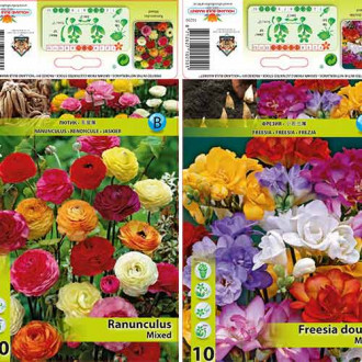 Tolles Angebot! Freesien, Butterblume Butterfly Beauty, Set von 2 Sorten interface.image 3