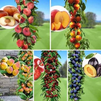 Tolles Angebot! Früchte des Sommers, Set mit 5 Setzlingen interface.image 5