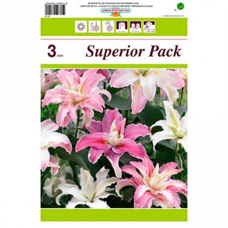 Tolles Angebot! Orientalische Lilie, Set von 3 Sorten interface.image 1