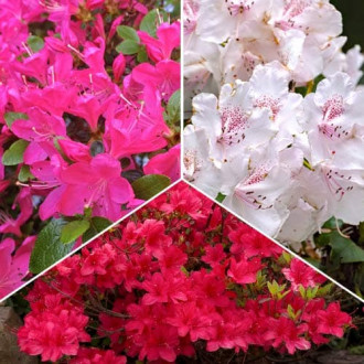 Tolles Angebot! Rhododendron, Set mit 3 Setzlingen interface.image 1