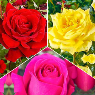 Tolles Angebot! Set großblütiger Rosen Tricolor, Setzlinge 3er Set interface.image 6