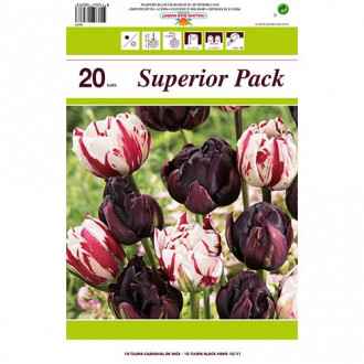 Tolles Angebot! Tulpe Magic Color , Set von 2 Sorten interface.image 1