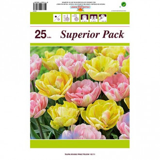 Tolles Angebot! Tulpe, Set von 2 Sorten interface.image 4