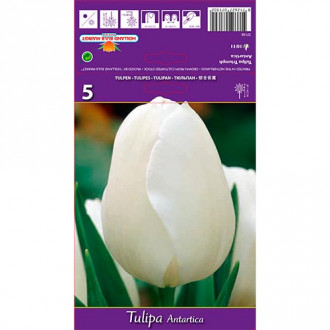 Tulpe Antarctica interface.image 6