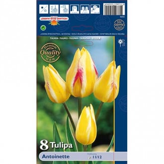 Tulpe Antoinette interface.image 6