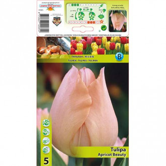 Tulpe Apricot Beauty interface.image 5