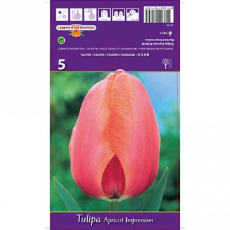 Tulpe Apricot Impression interface.image 6