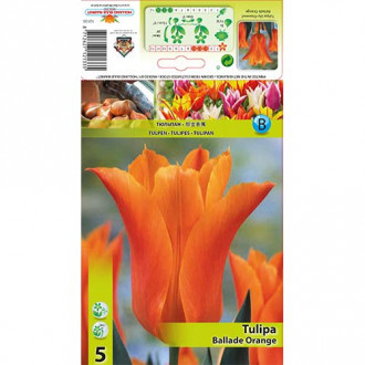 Tulpe Ballade Orange interface.image 6