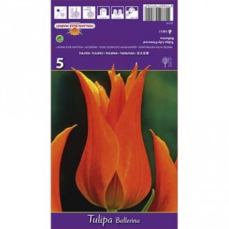 Tulpe Ballerina interface.image 3