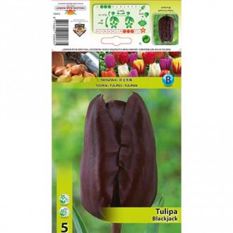 Tulpe Black Jack interface.image 1