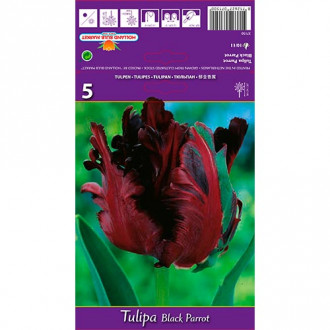 Tulpe Black Parrot interface.image 4