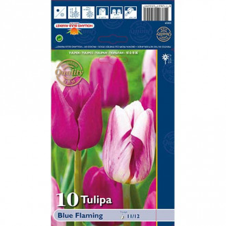 Tulpe Blue Flaming, farbmischung interface.image 1