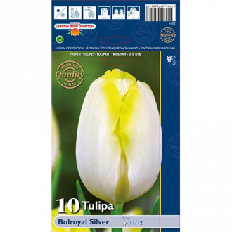 Tulpe Bolroyal Silver Bild 9 Tulpe Bolroyal Silver interface.image 9