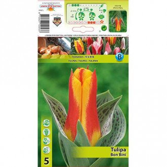 Tulpe Bon Bini interface.image 6