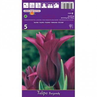 Tulpe Burgundy interface.image 3