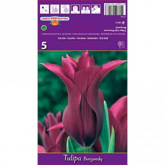 Tulpe Burgundy interface.image 1