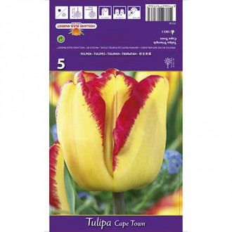 Tulpe Cape Town interface.image 4