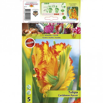 Tulpe Carribean Parrot interface.image 1