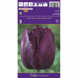 Tulpe Curly Sue interface.image 1