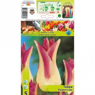 Tulpe Elegant Lady interface.image 6