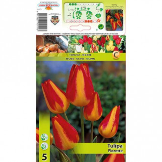 Tulpe Florette interface.image 1