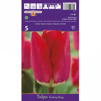 Tulpe Fostery King interface.image 3