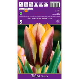 Tulpe Gavota interface.image 2