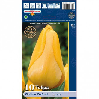 Tulpe Golden Oxford interface.image 4