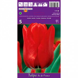 Tulpe Ile de France interface.image 3