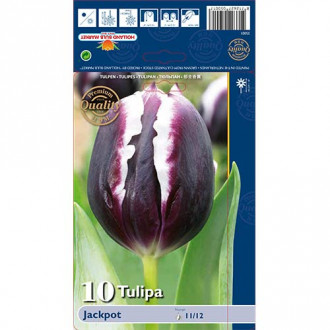 Tulpe Jackpot interface.image 4