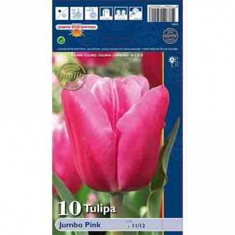 Tulpe Jumbo Pink interface.image 4