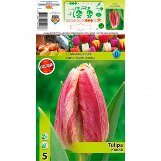 Tulpe Kanok interface.image 1