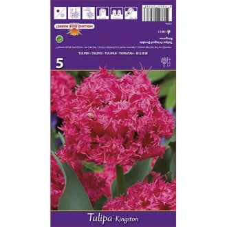 Tulpe Kingston interface.image 6