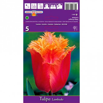 Tulpe Lambada interface.image 5