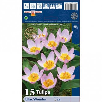 Tulpe Lilac Wonder interface.image 1