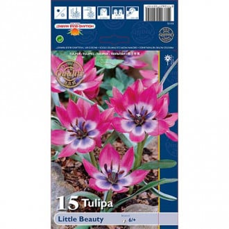 Tulpe Little Beauty interface.image 3