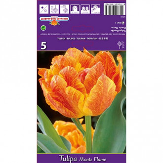 Tulpe Monte Flame interface.image 2