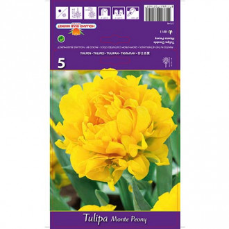 Tulpe Monte Peony interface.image 6