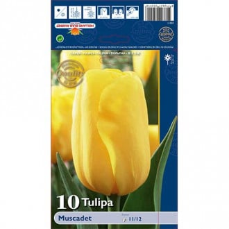 Tulpe Muscadet interface.image 4