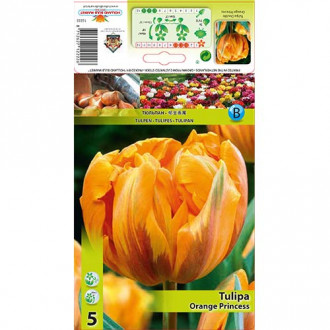 Tulpe Orange Princess interface.image 2