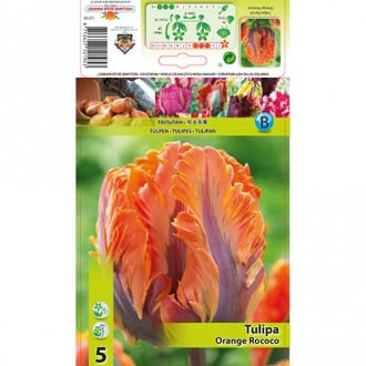 Tulpe Orange Rococo interface.image 5