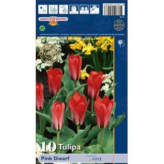 Tulpe Pink Dwarf interface.image 5