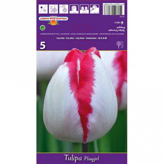 Tulpe Playgirl interface.image 6