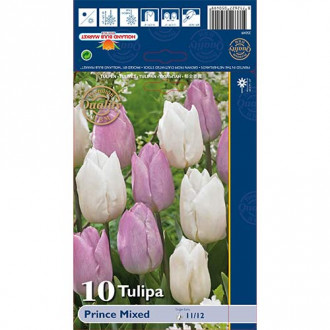 Tulpe Prince,farbmischung interface.image 5