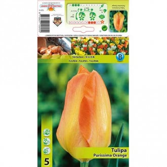 Tulpe Purissima Orange interface.image 3