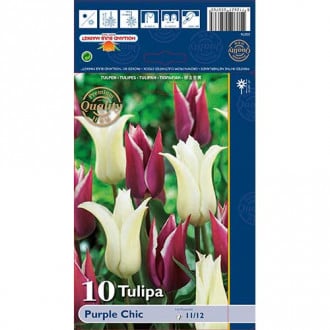 Tulpe Purple Chic, farbmischung interface.image 2