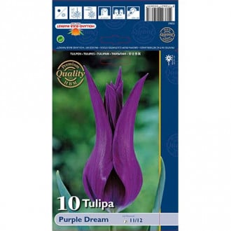 Tulpe Purple Dream interface.image 4