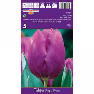 Tulpe Purple Prince interface.image 3